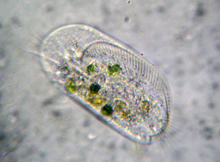 Microscopia delle spiagge adriatiche